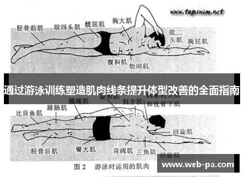 通过游泳训练塑造肌肉线条提升体型改善的全面指南